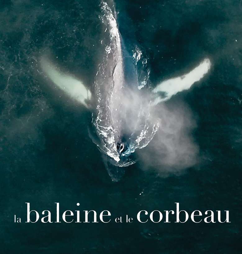 Invitation Festival Ciné Vert : « LA BALEINE ET LE CORBEAU », à voir gratuitement du 23 au 26 février 2021