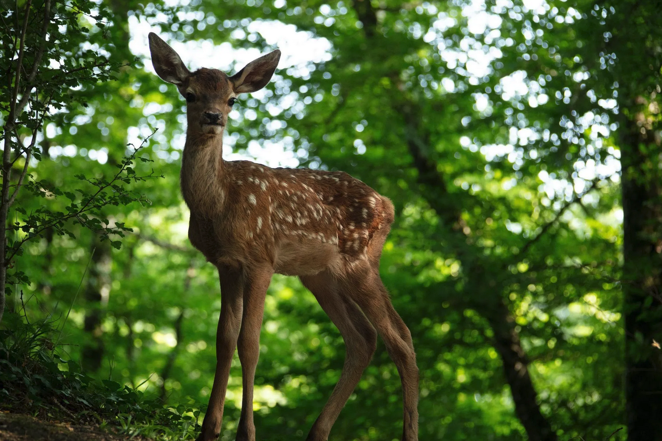 Bambi réalisé par Michel Fessler, raconté par Mylène Farmer disponible en VSD