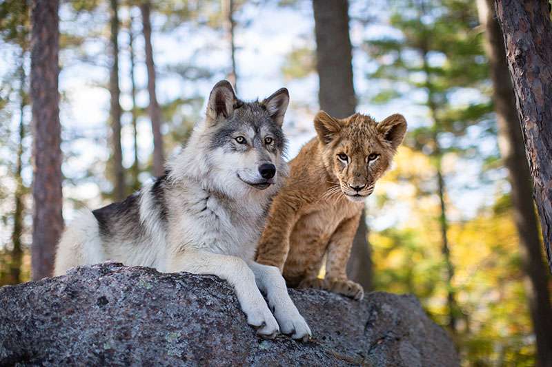 « Le loup et le lion », un film franco-canadien, en salle le 25 février 2022