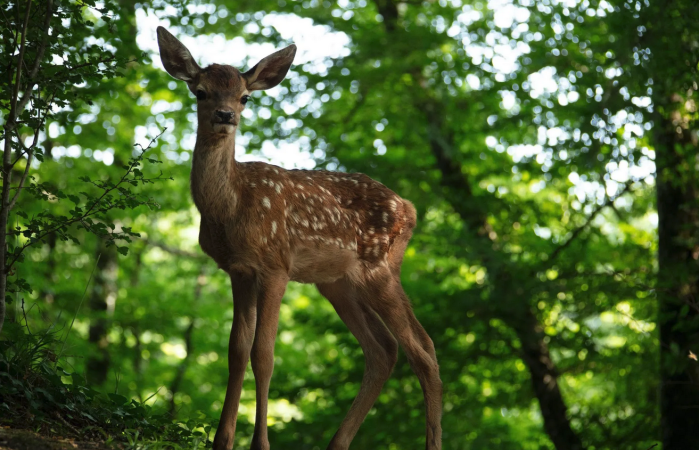 Bambi réalisé par Michel Fessler, raconté par Mylène Farmer disponible en VSD