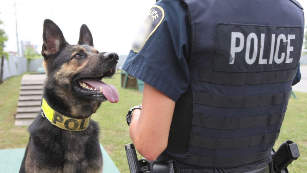 MOI ET CIE - Unité canine : accès inédit au travail des duos maîtres-chiens policiers du Québec